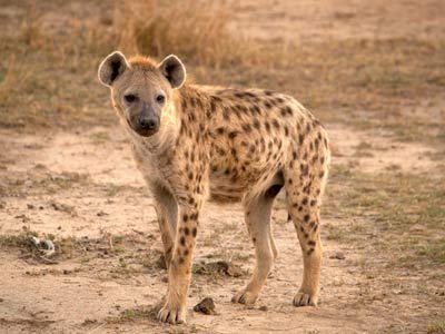 Spotted Hyena in Kenya