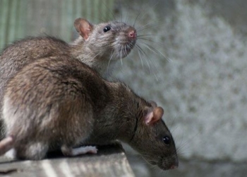 if mice completely disappear from earth humans will face great chaos 128702