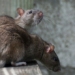 if mice completely disappear from earth humans will face great chaos 128702