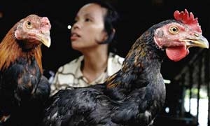 indonesia two days in a row one person died from h5n1 5973