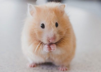 insight into the development process of hamster 126837