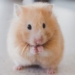 insight into the development process of hamster 126837