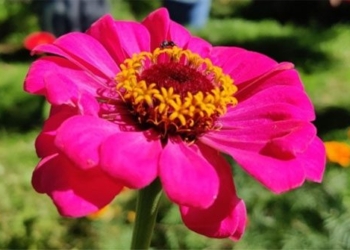 it is possible to find the first flower on earth 127931