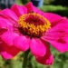 it is possible to find the first flower on earth 127931