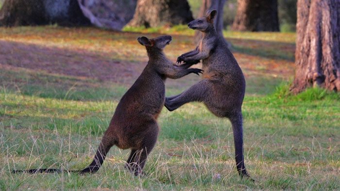 kangaroo 1