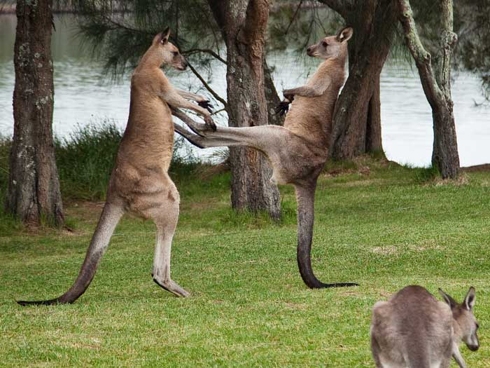 Kangaroo tendons can be grafted into torn knee ligaments