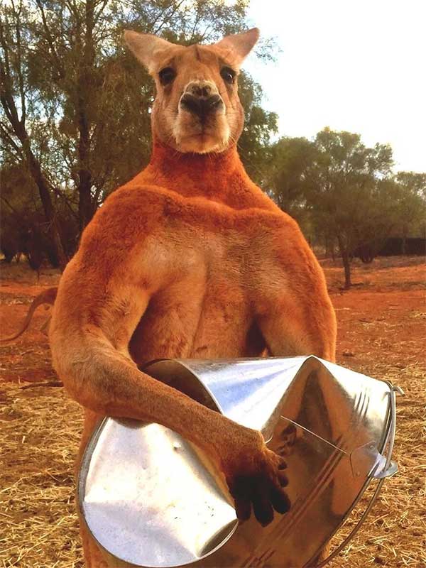 Kangaroo, a characteristic marsupial of the Australian continent.
