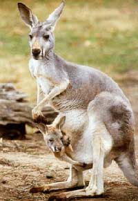 kangaroo 4