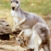 kangaroo bag uses 5398