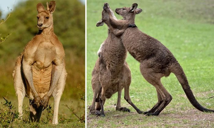 Kangaroo tendons are a type of biological material