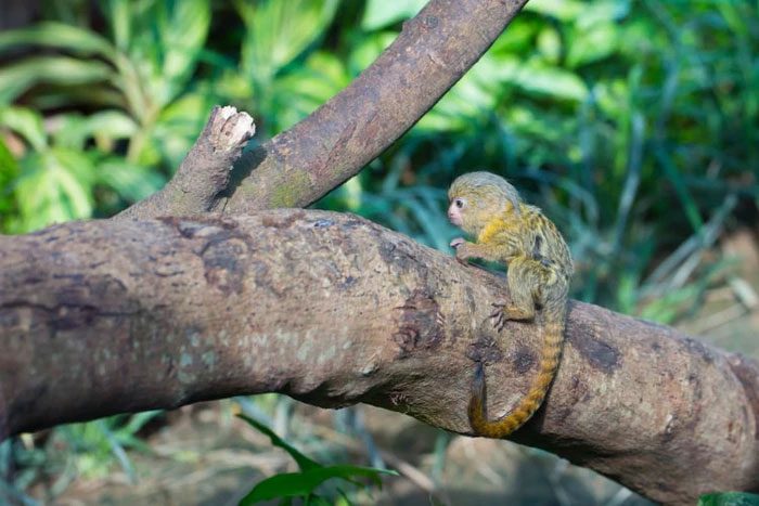 Dwarf marmosets are the smallest monkeys globally.