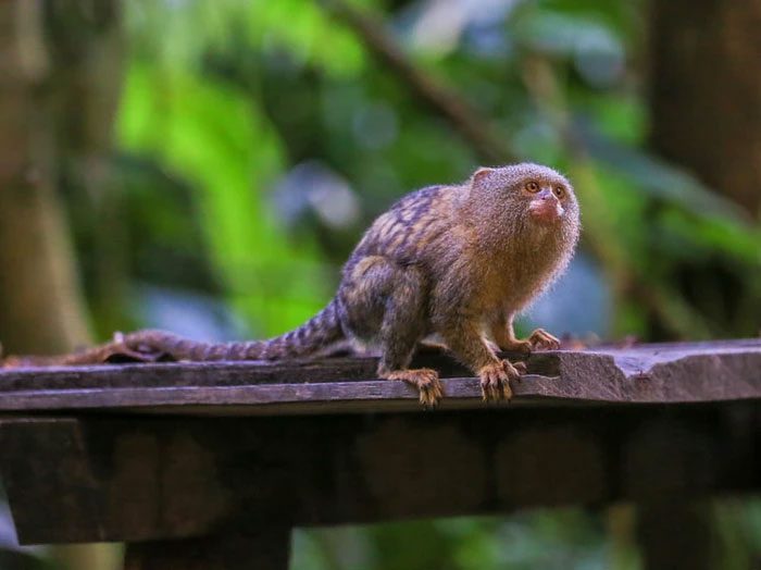 Dwarf marmosets are very agile creatures.