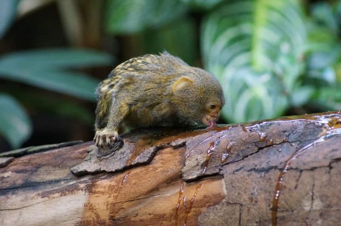 Pygmy Marmosets communicate through chatters and high-pitched whistles.