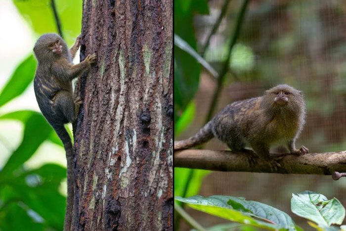 Pygmy Marmoset is endemic to South America
