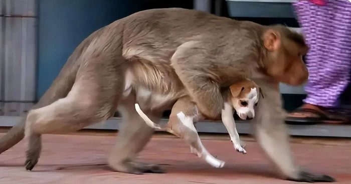 Whenever the monkey troop spotted a dog approaching, they would capture and throw it down from a height.