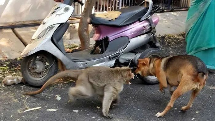 Some animals like monkeys can seek revenge