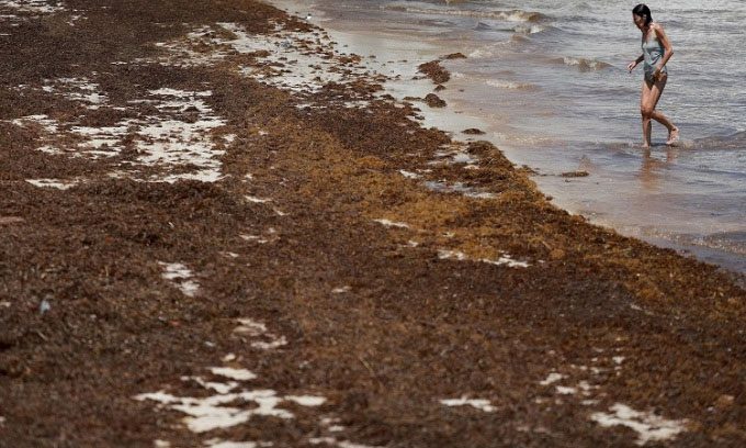 A beachgoer walks past a sargassum mat washed ashore on May 18 in Key West, Florida.