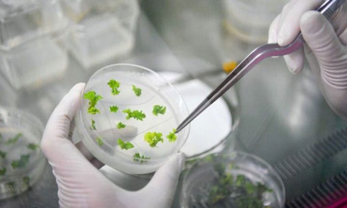 A researcher examines plant seeds in Tianjin.