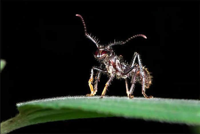 Bullet Ant