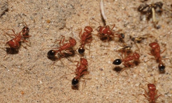 Native Californians consume harvester ants in a religious ritual.