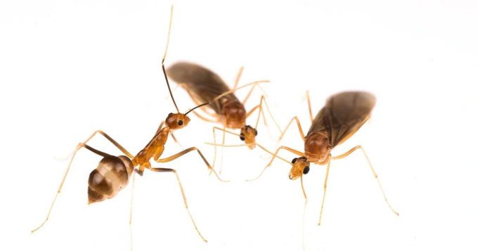 Chimera ants have a unique reproductive method that science has never known before.