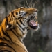 killing a different type of pig with a weapon in front of a tiger causes human fear 127885