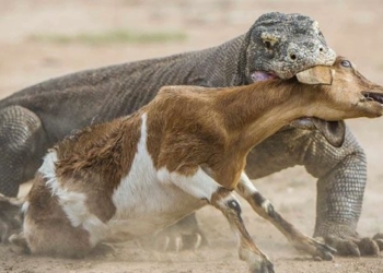 komodo dragon attacks to swallow prey in quick sand 128838