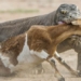 komodo dragon attacks to swallow prey in quick sand 128838
