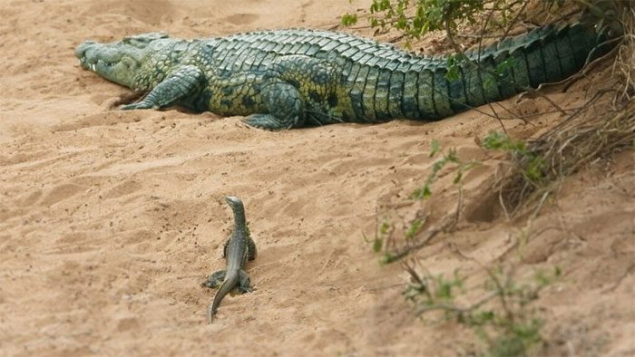 The monitor lizard observing the crocodile.
