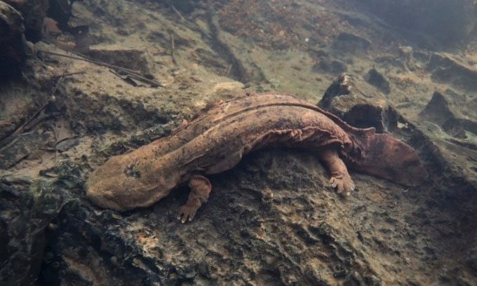 Adult hellbender salamander measures about 60 cm.