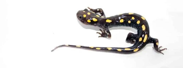 This is the only known vertebrate capable of photosynthesis!