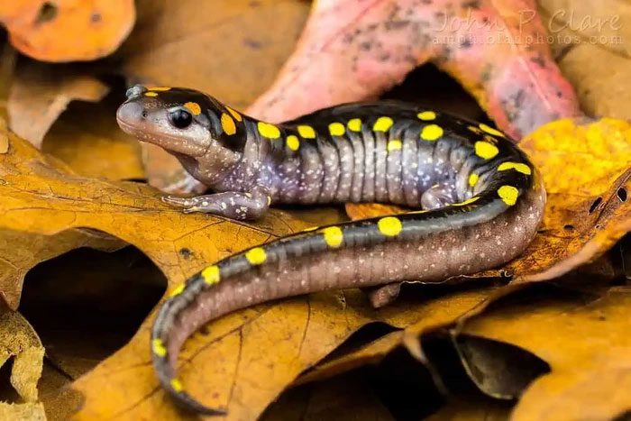 This type of algae has also been found in the oviducts of female golden-spotted salamanders.