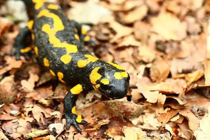 Golden-spotted salamander and algae have a complex relationship.