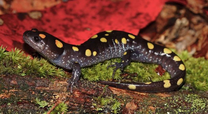 Other salamander species and some frog species have similar algal/egg symbiotic systems.
