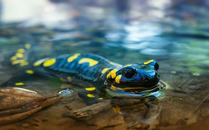 Golden-spotted salamander