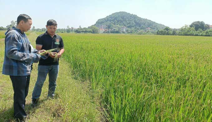 Lương Văn Trường (in black) experimenting with farmers in the rice field