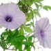 la bim bim lam thuoc 5171