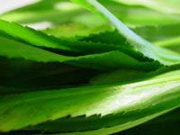 Mugwort Leaves