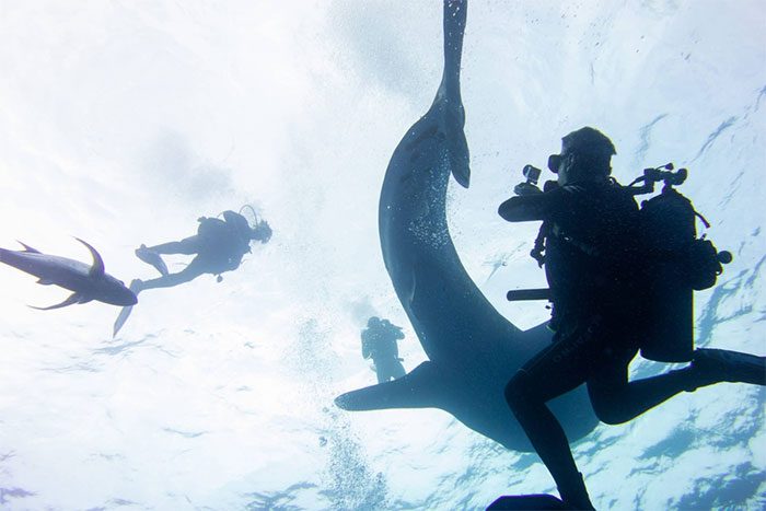Diving activities are available.