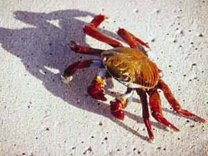 Giant Sea Crab