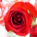 language of love 5382