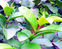 Guava Leaves