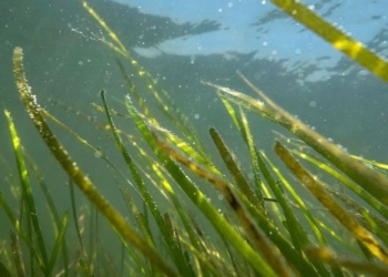 large organism 200km2 holds special remedies for climate change adaptation that many countries dream of 127847