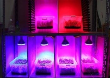 lighting device stimulating large quickly growing vegetables 128652