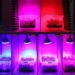 lighting device stimulating large quickly growing vegetables 128652