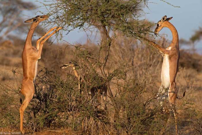 The Gerenuk has evolved to survive and thrive in areas with limited water sources