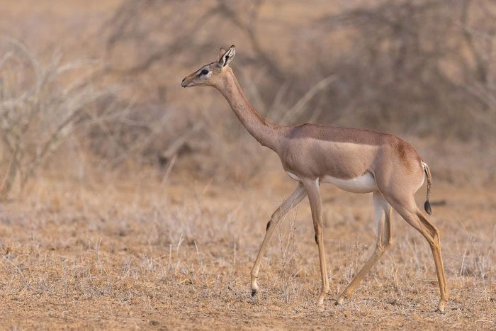 This species has developed an impressive skill set that allows it to survive in arid conditions