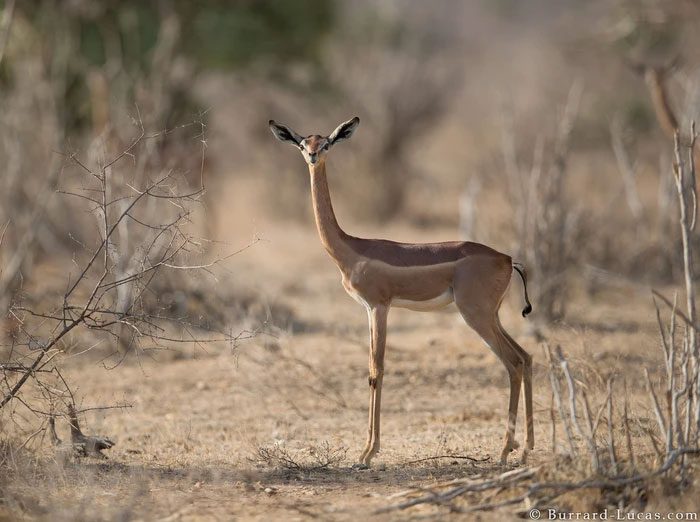 They primarily eat leaves and shoots from shrubs but will also eat fruit when available.