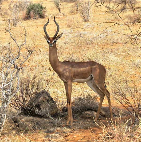 This species has a long neck, slender legs, and a small head