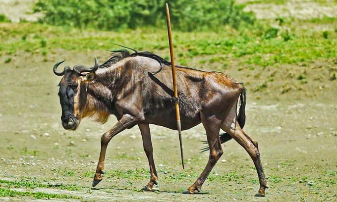 Wildebeest pierced by a spear.